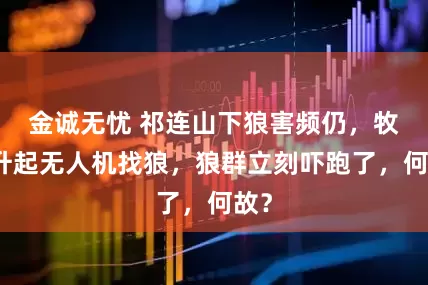金诚无忧 祁连山下狼害频仍,牧民升起无人机找狼,狼群立刻吓跑了,何故?